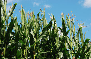 corn stalks at tasseling stage