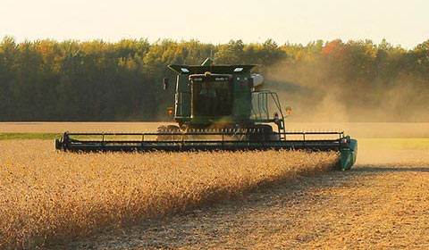 combine in field cutting soybeans